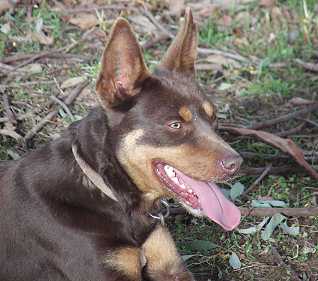 Milburn kelpies clearance